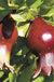 Sochi Dwarf Pomegranate - Raintree Nursery